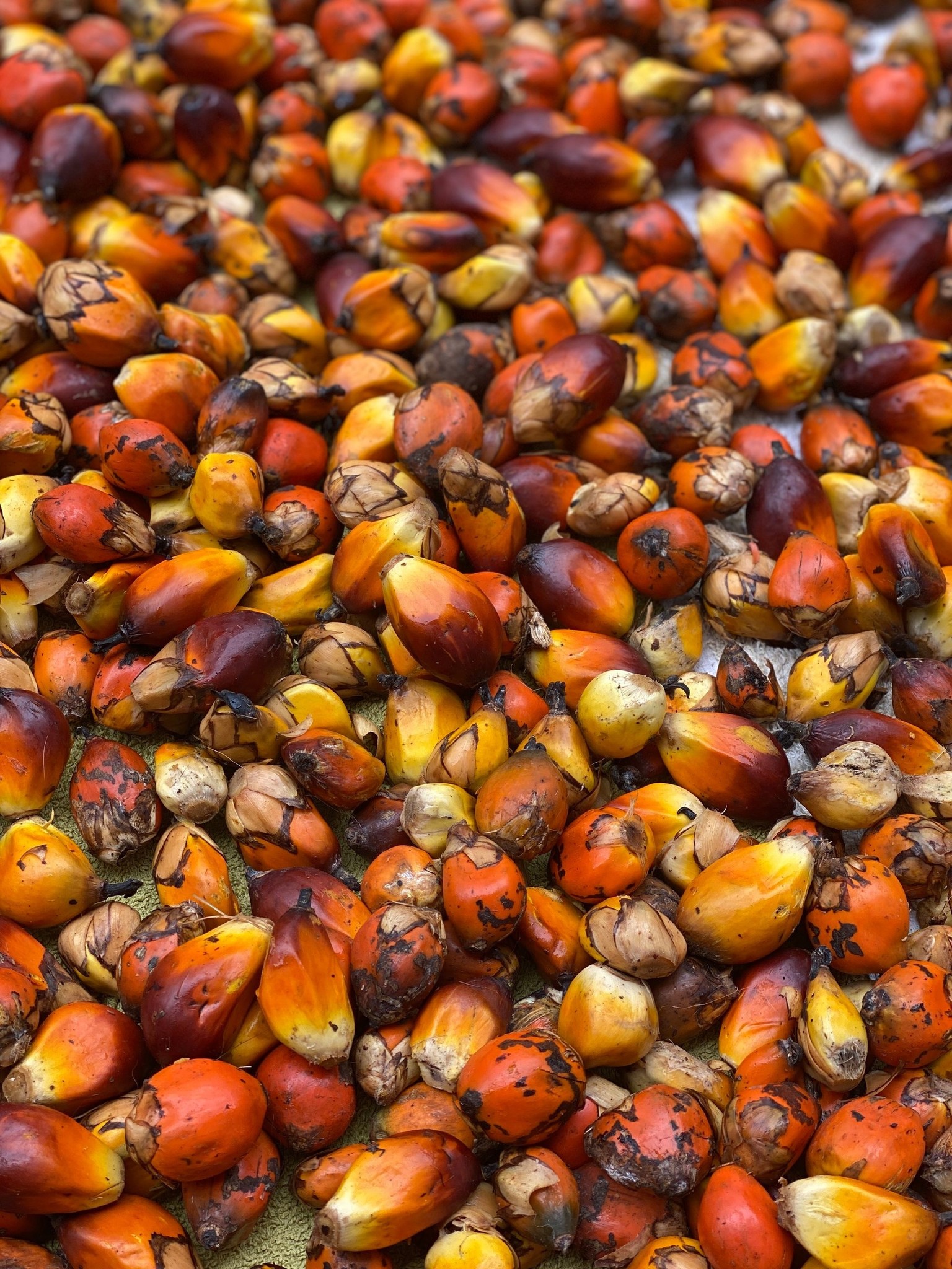 Palm nuts