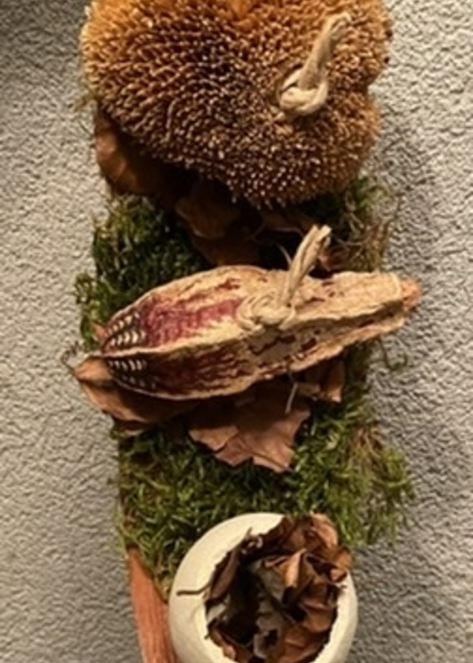 Gaaien-frutsels Discovery trip