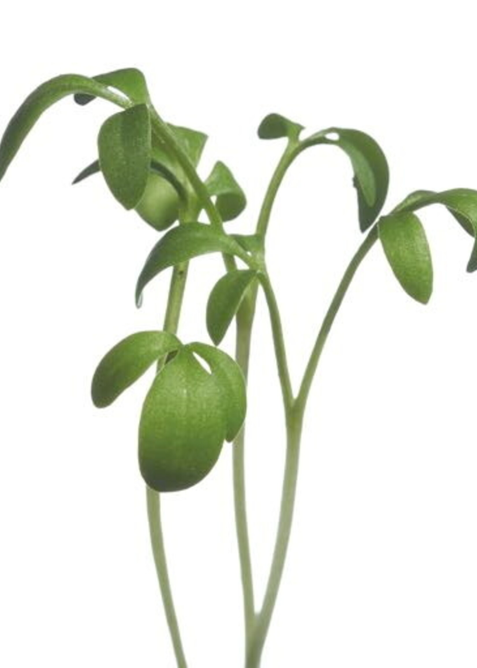 Buzzy  Microgreens Cress