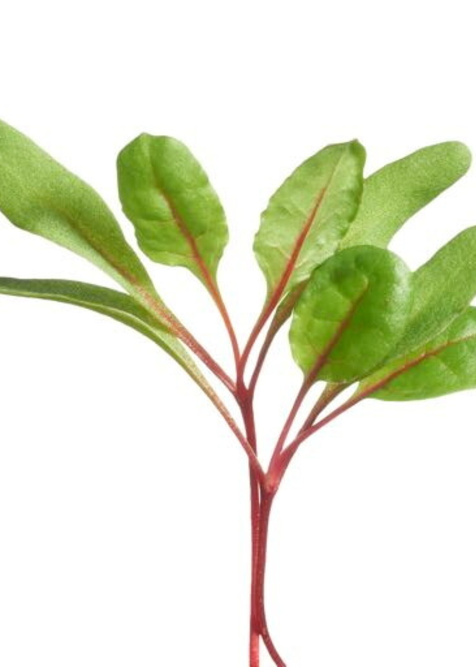 Buzzy Microgreens Swiss Chard