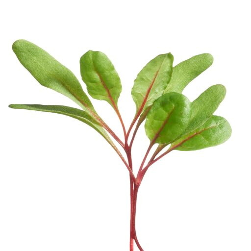 Microgreens Snijbiet