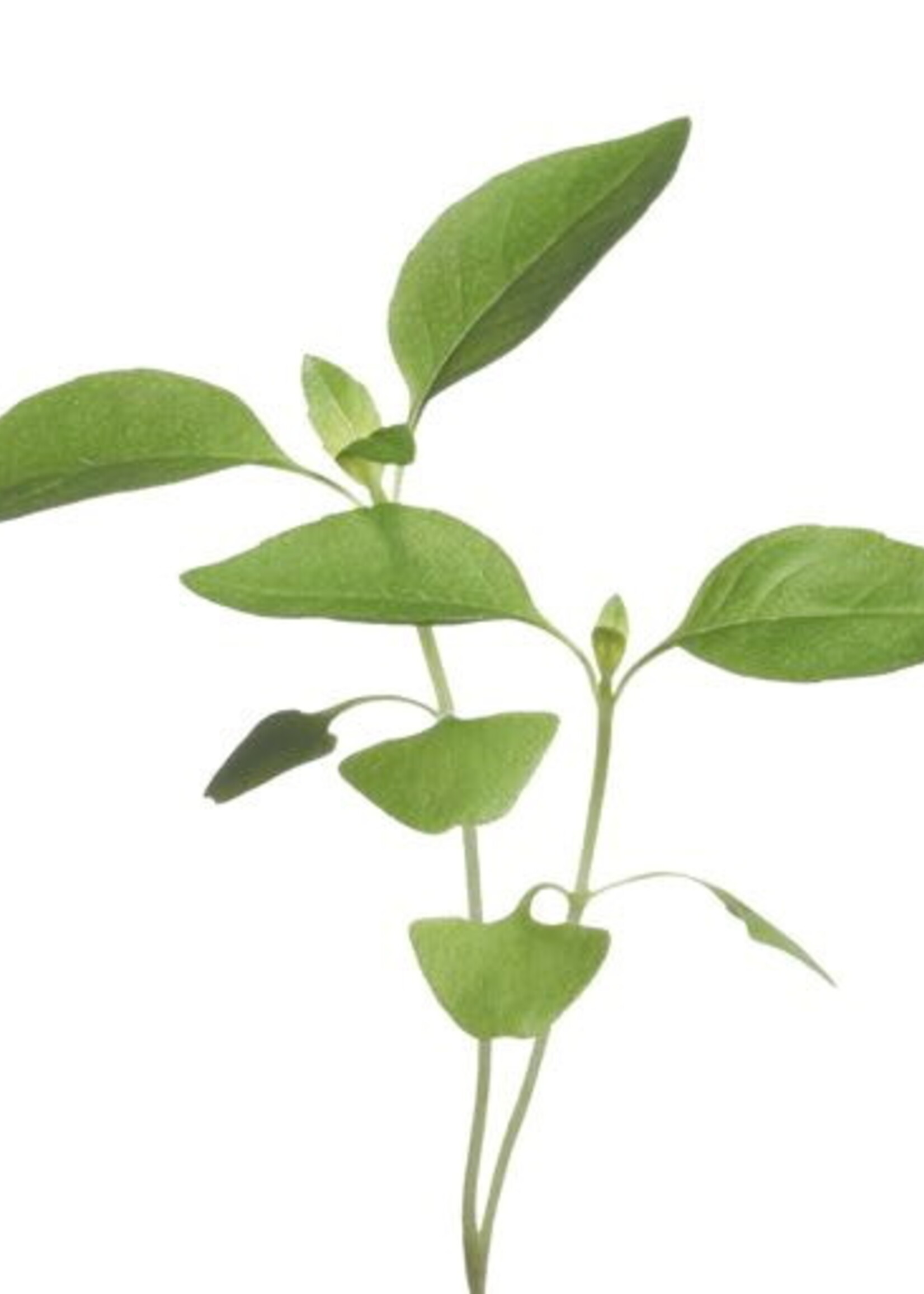 Buzzy Microgreens Citroen basilicum