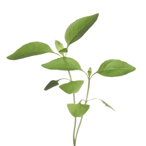 Microgreens Citroen basilicum
