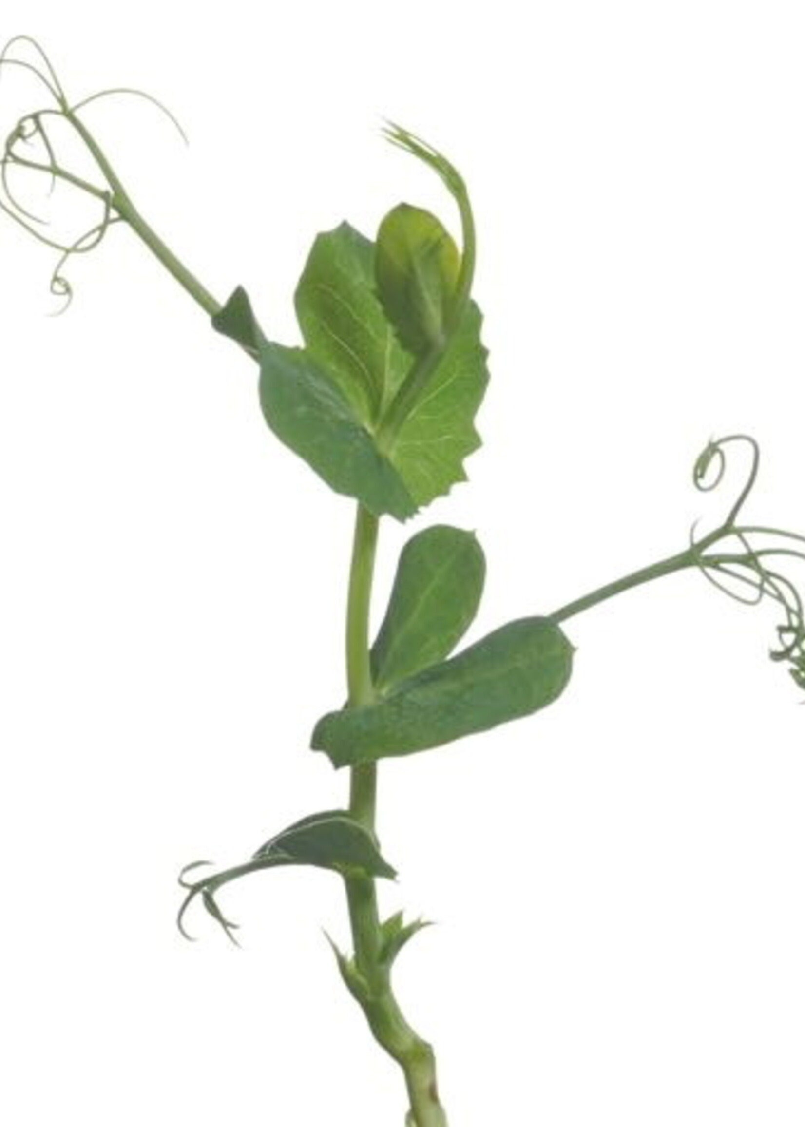 Buzzy Microgreens Peashoots