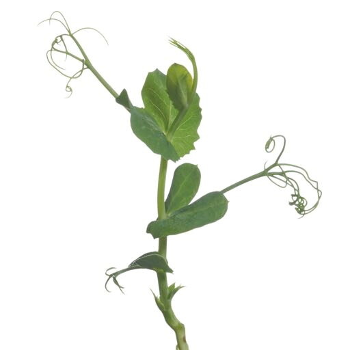 Microgreens Peashoots