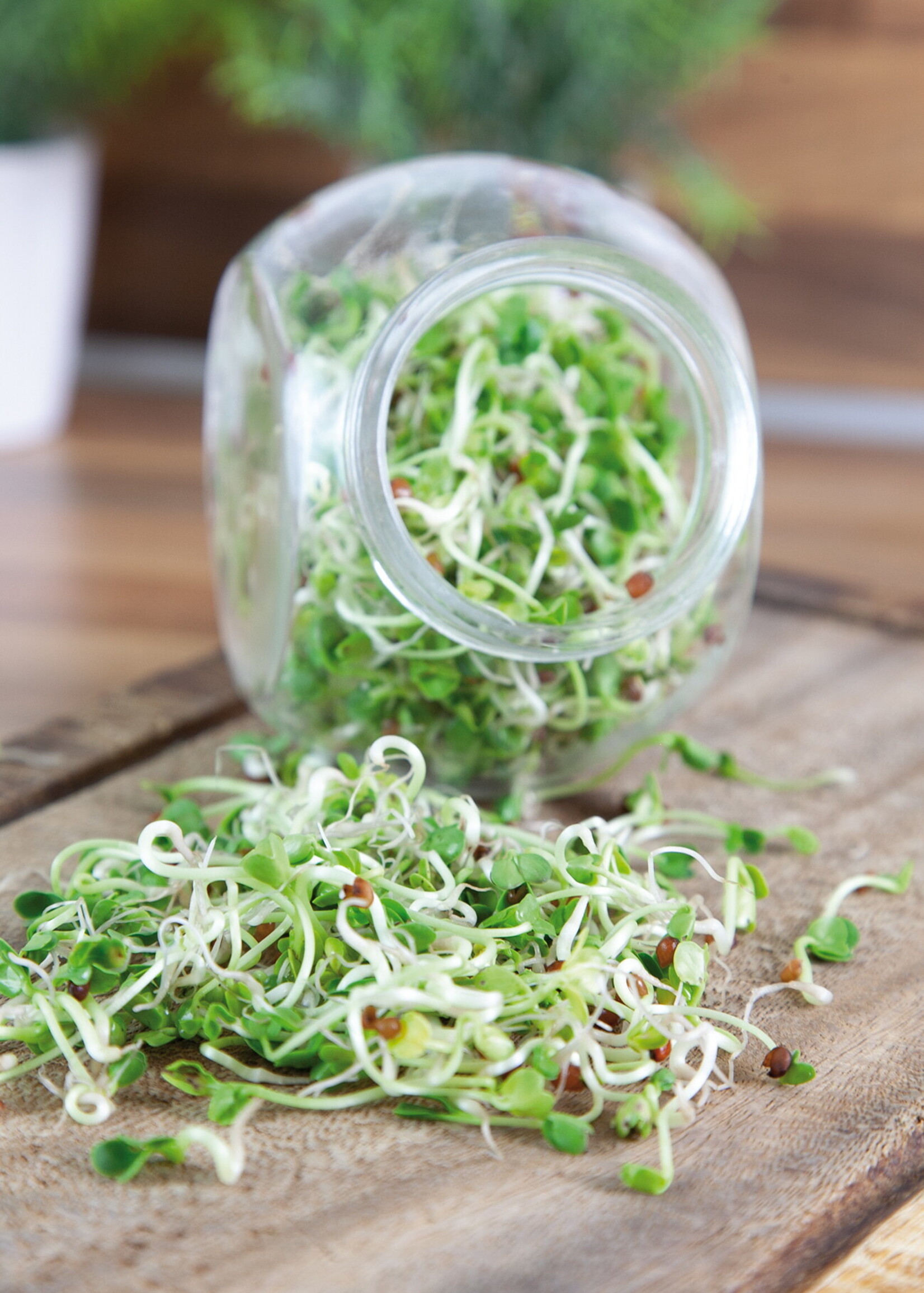 Buzzy Organic Sprouting pot Daikon