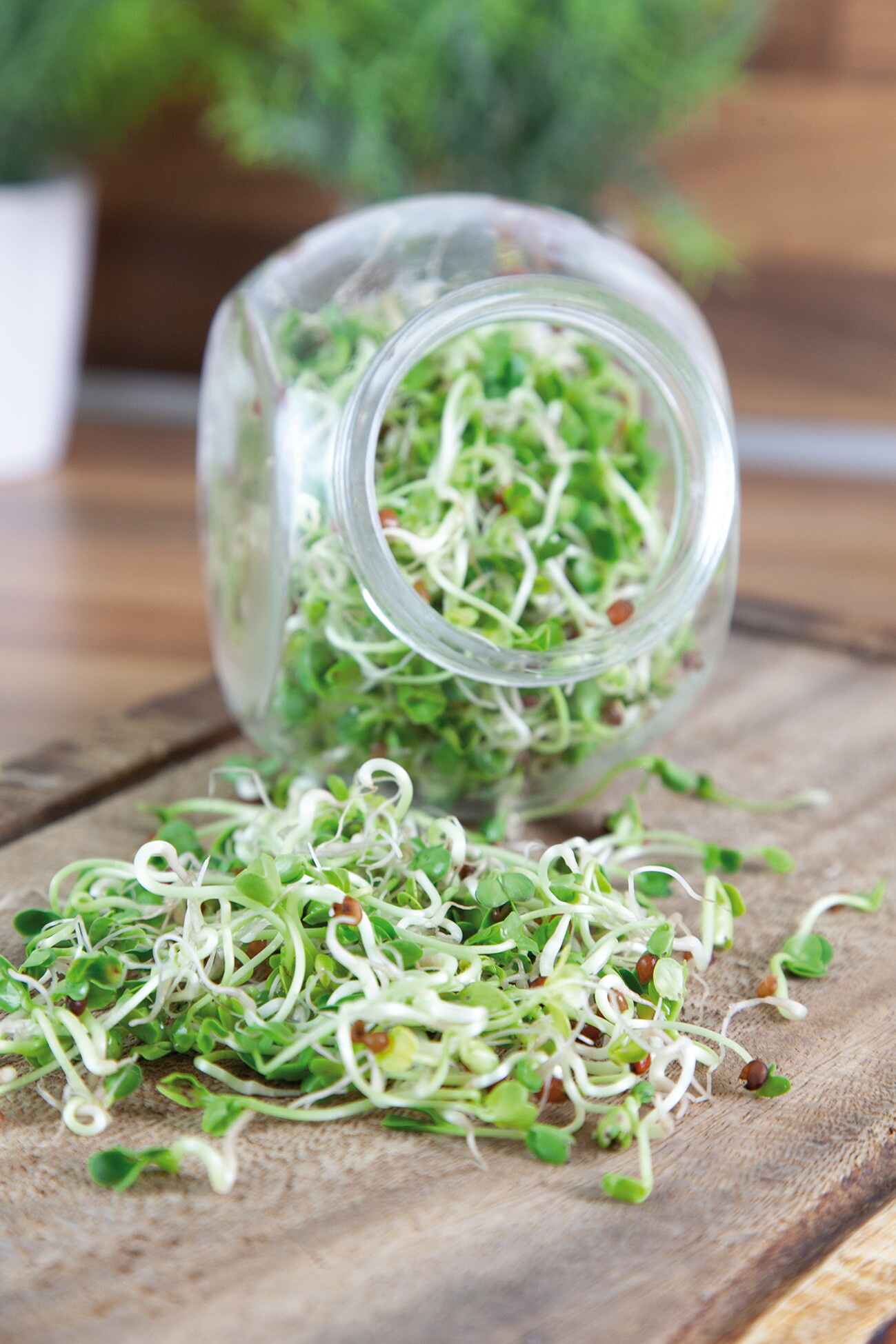 Organic Sprouting pot Daikon Radijs