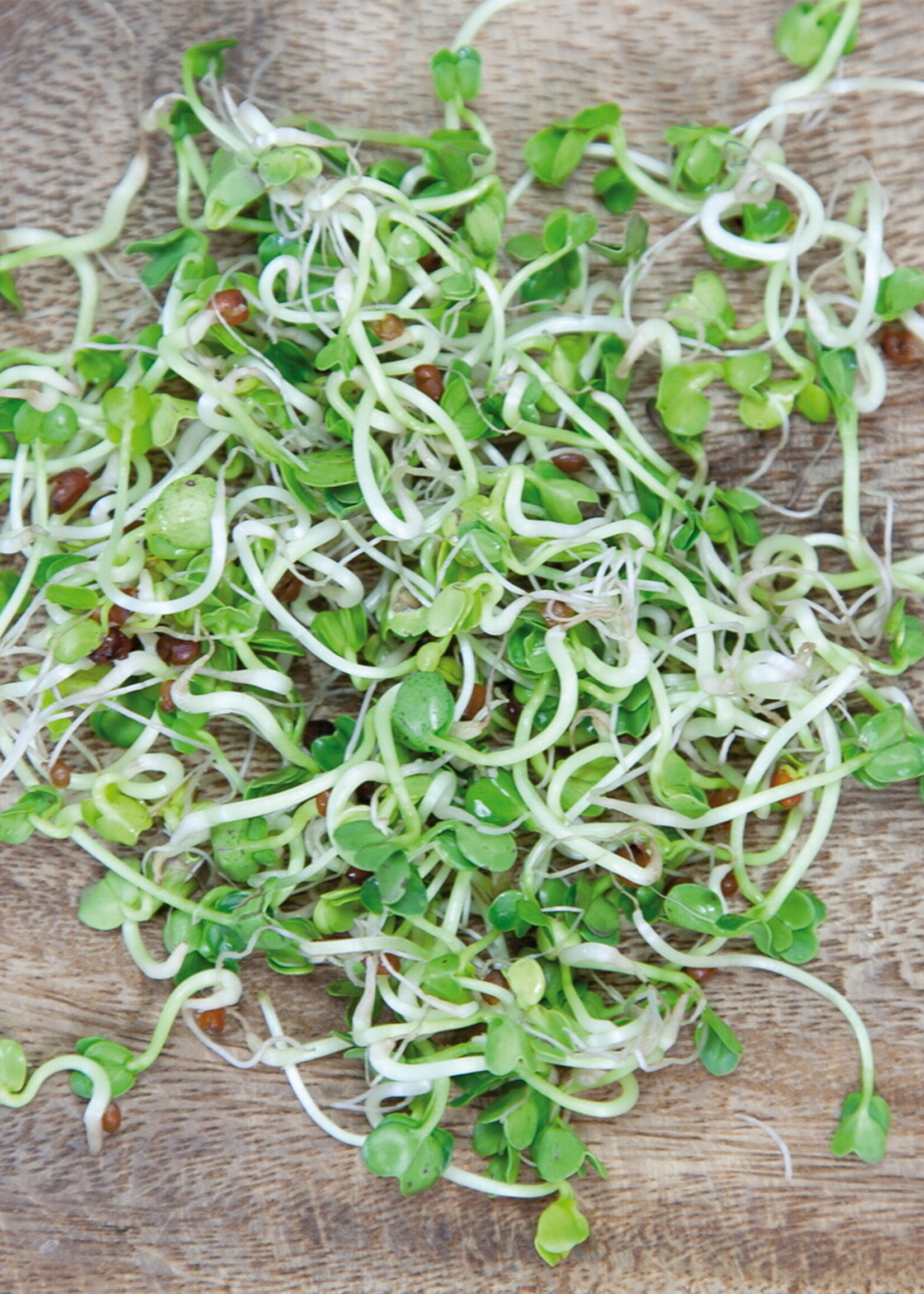 Buzzy Organic Sprouting pot Daikon