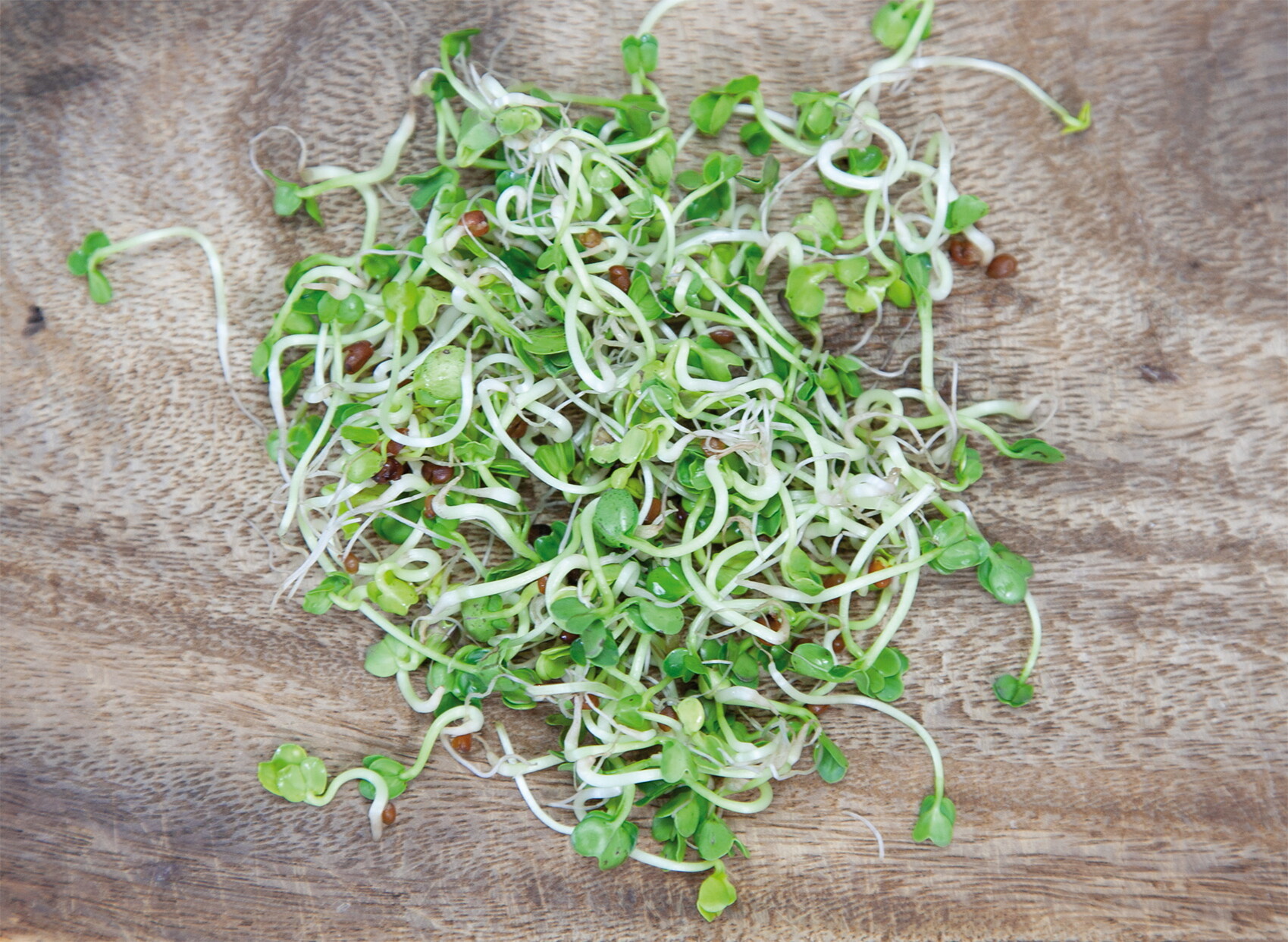 Organic Sprouting pot Daikon Radijs