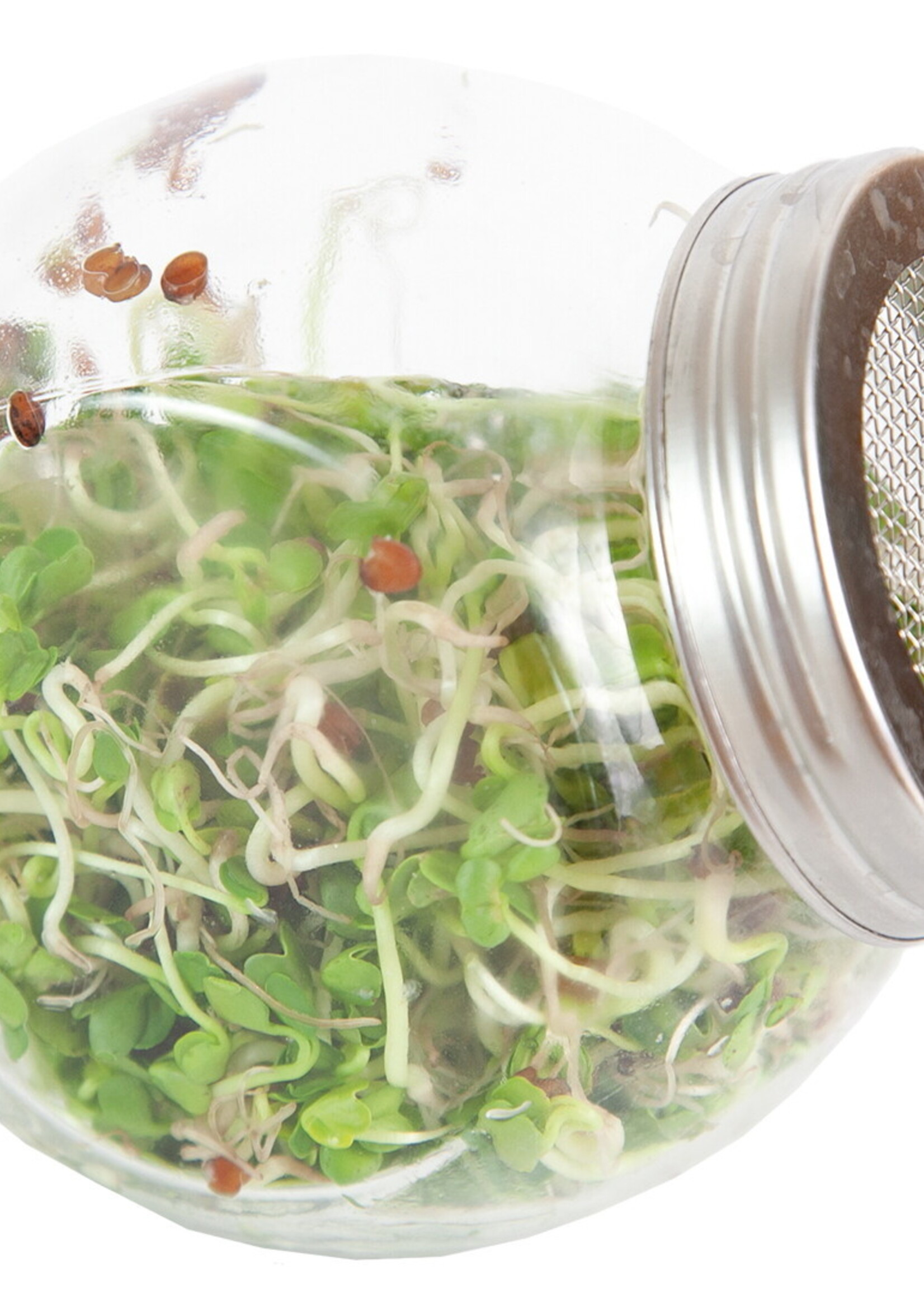 Buzzy Organic Sprouting pot Daikon