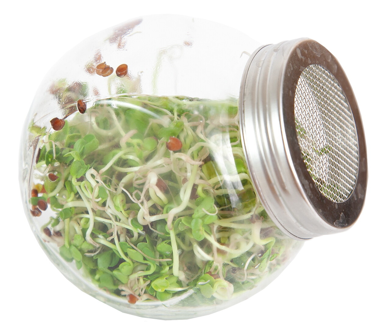 Organic Sprouting pot Daikon Radijs
