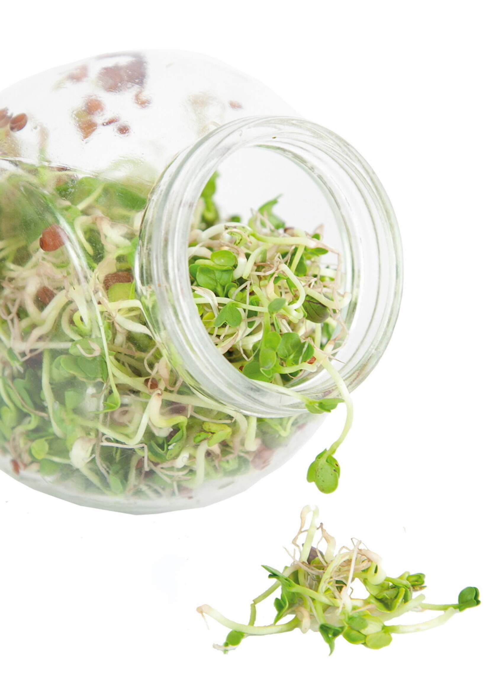 Buzzy Organic Sprouting pot Daikon