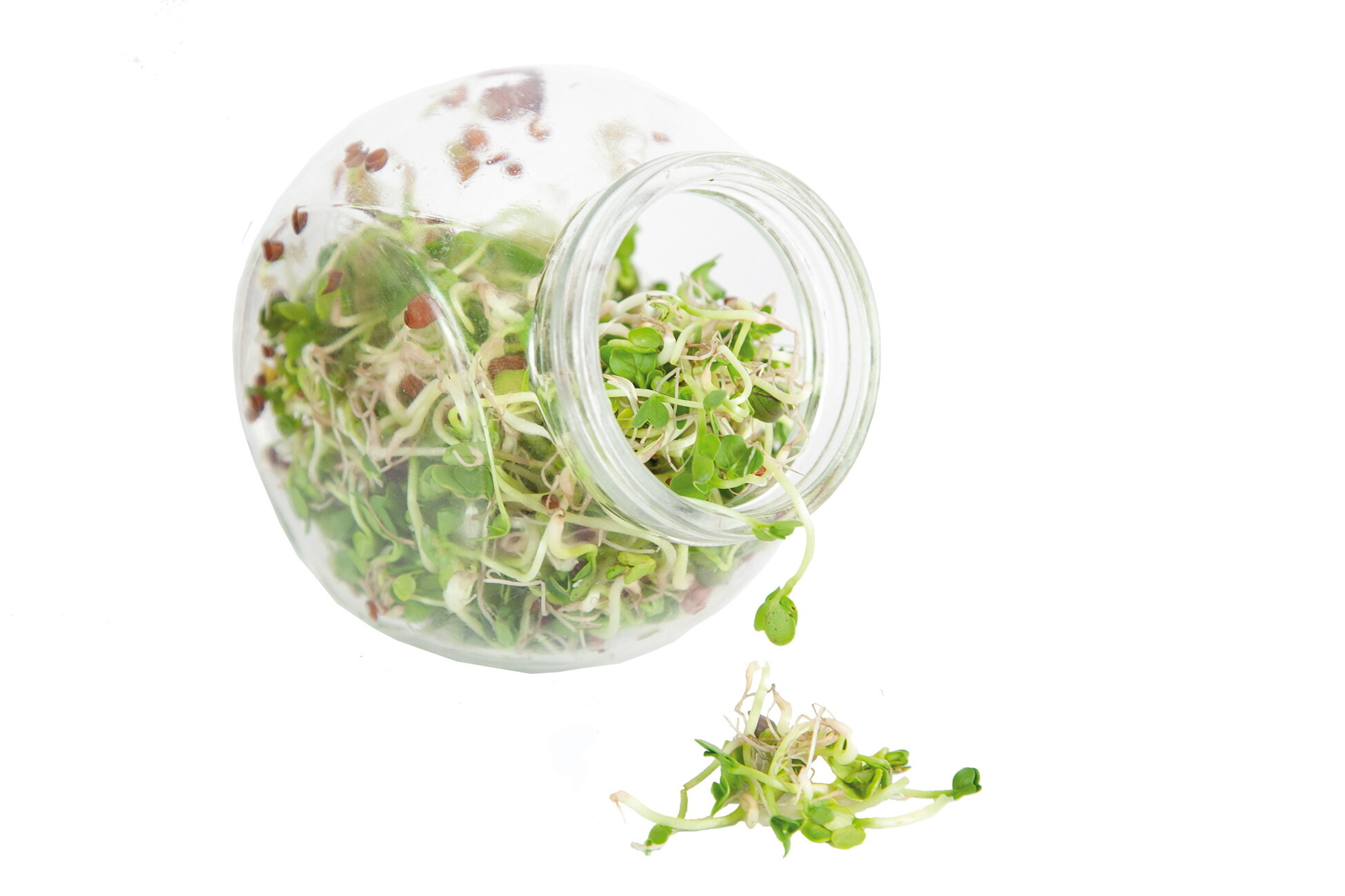 Organic Sprouting pot Daikon Radijs