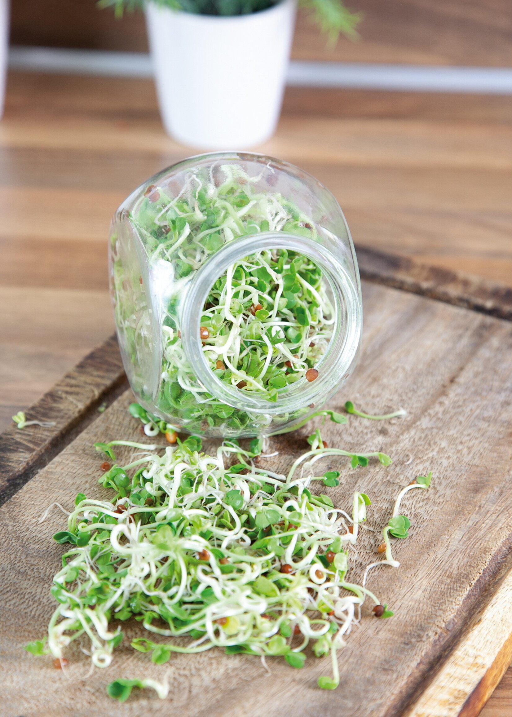 Buzzy Organic Sprouting pot Daikon