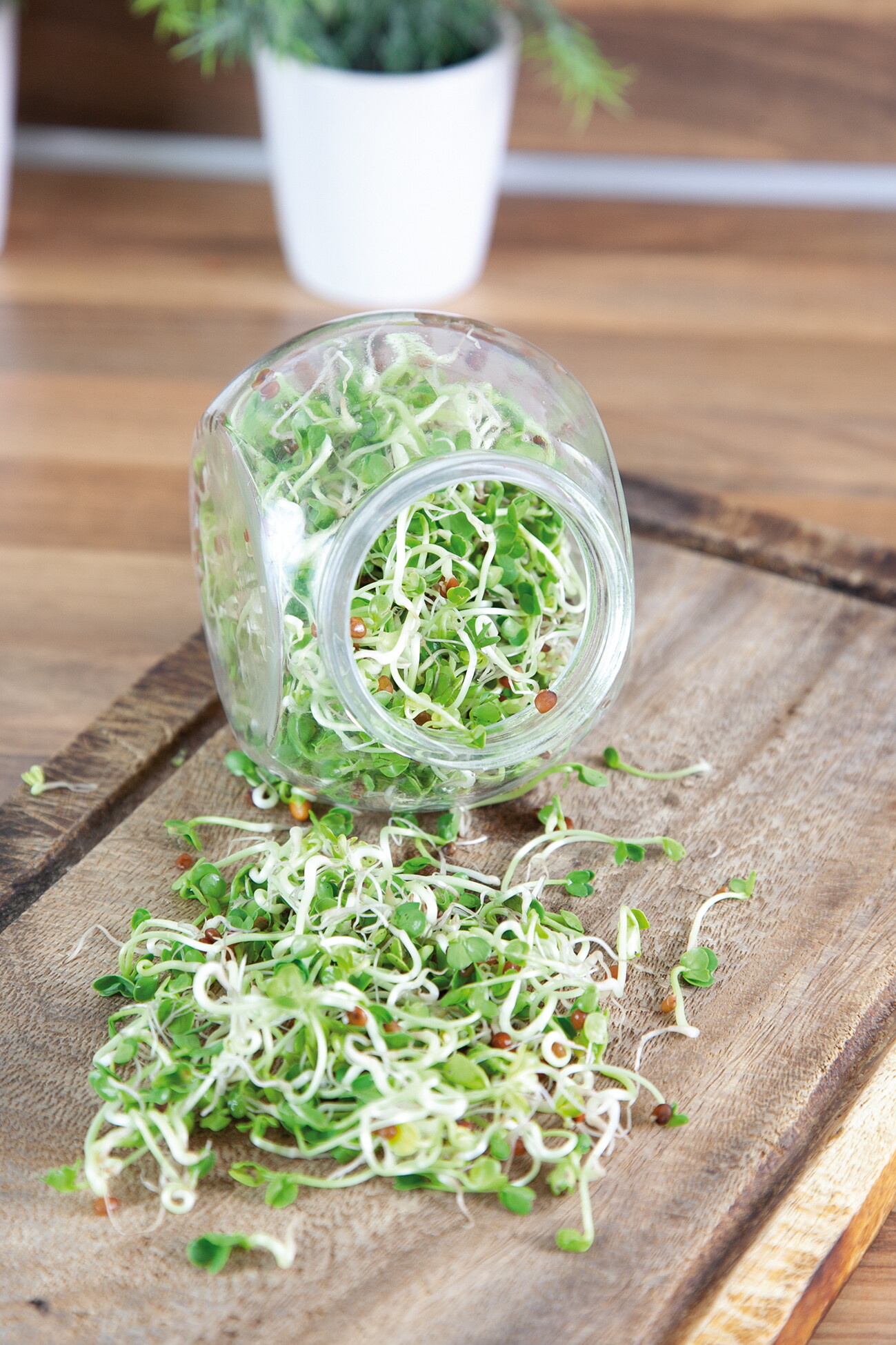Organic Sprouting pot Daikon Radijs