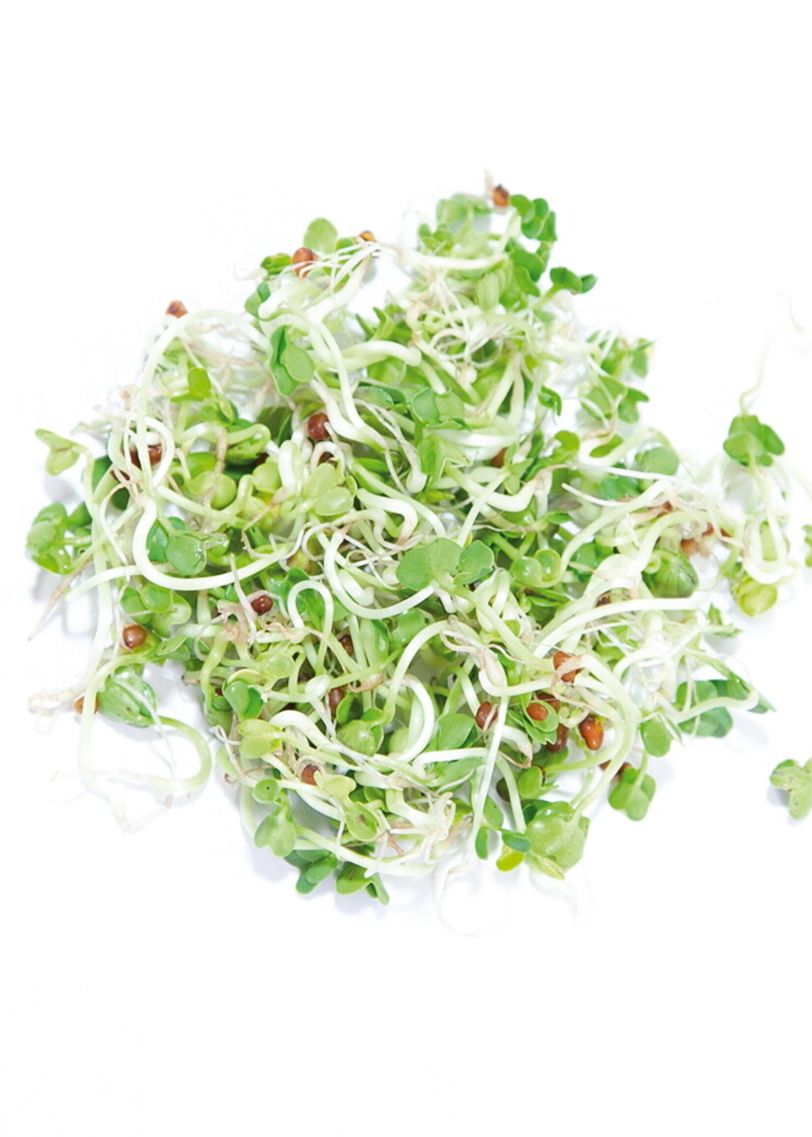 Buzzy Organic Sprouting pot Daikon