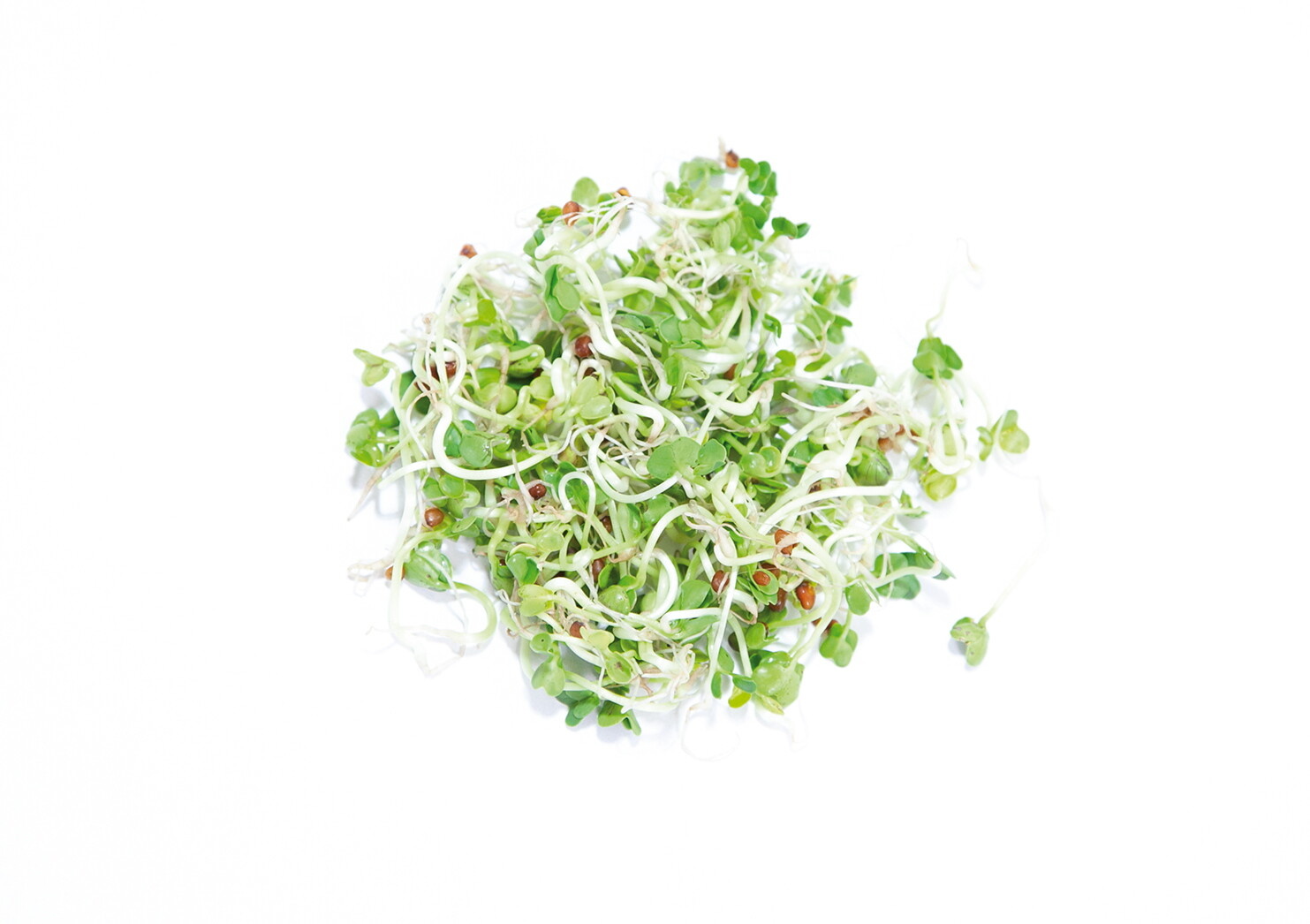 Organic Sprouting pot Daikon Radijs