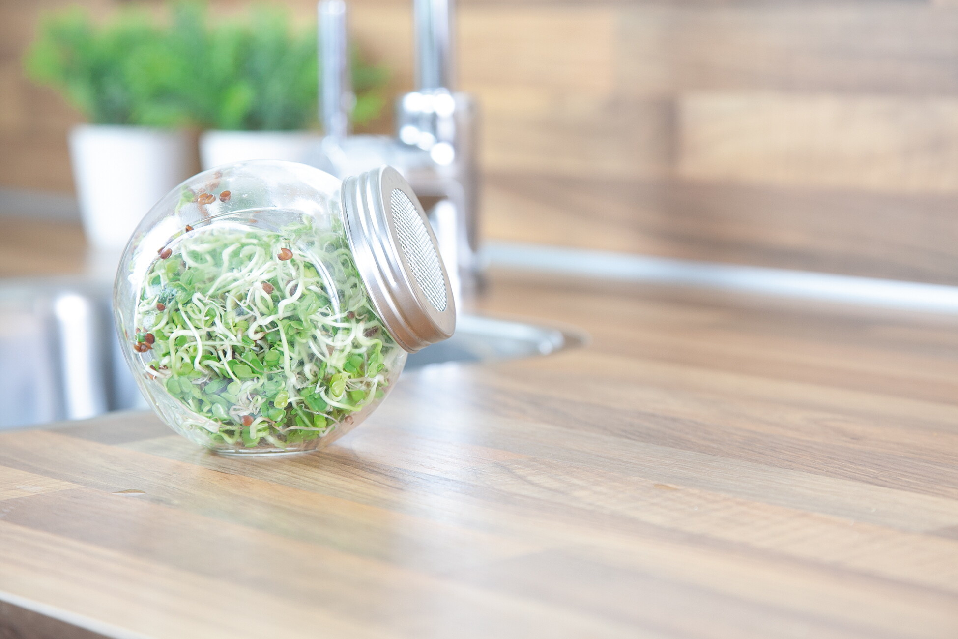 Organic Sprouting pot Daikon Radijs