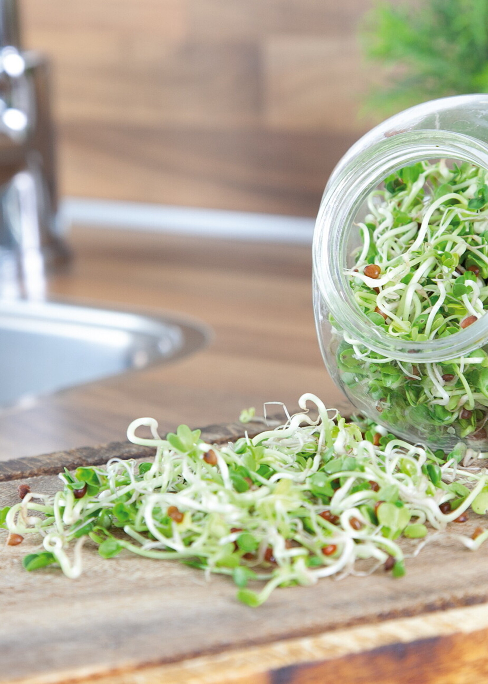 Buzzy Organic Sprouting pot Daikon