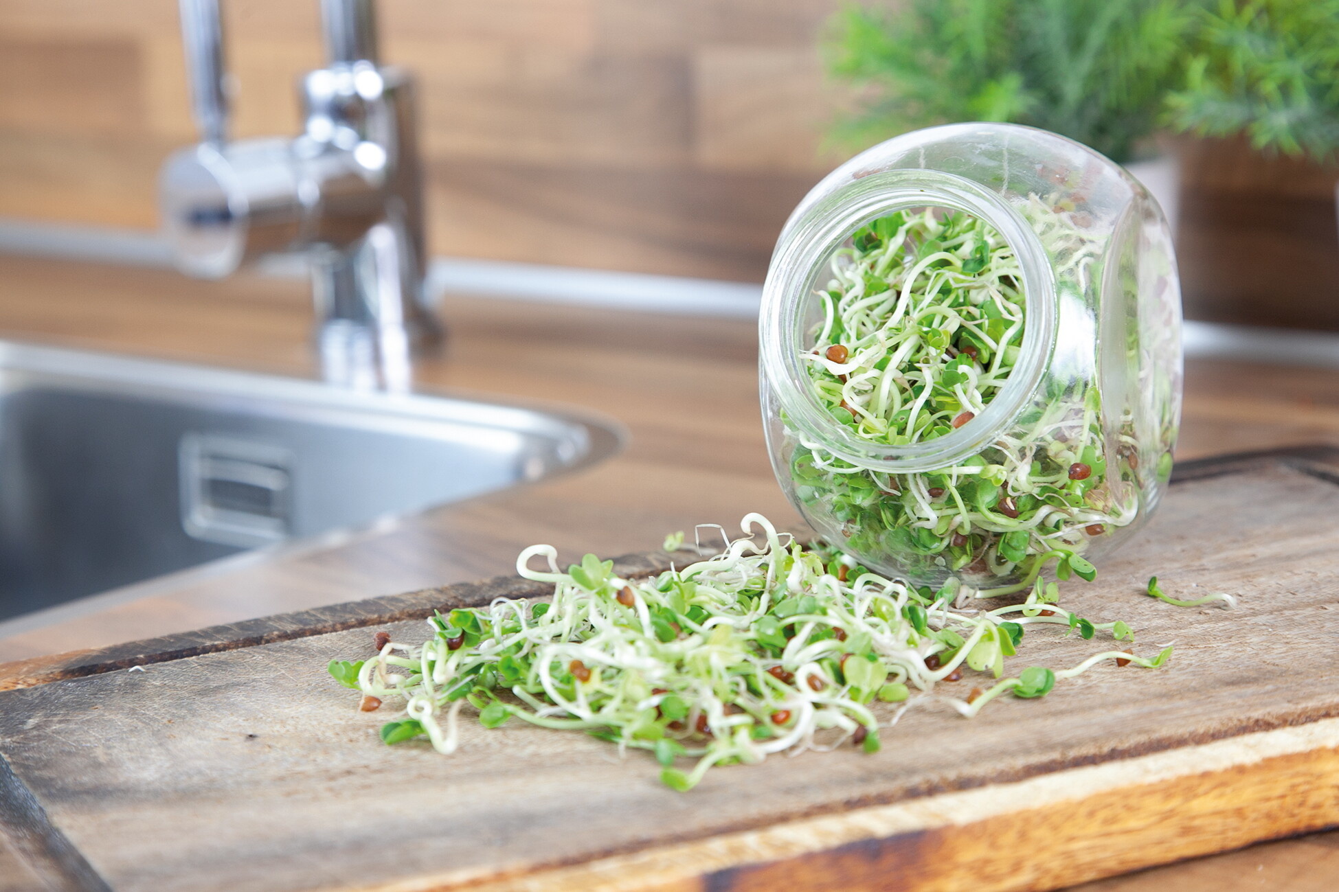 Organic Sprouting pot Daikon Radijs