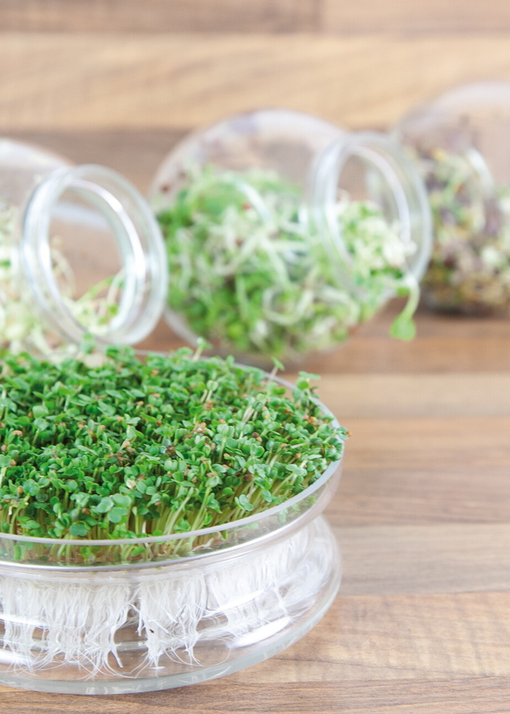 Buzzy Organic Sprouting pot Daikon