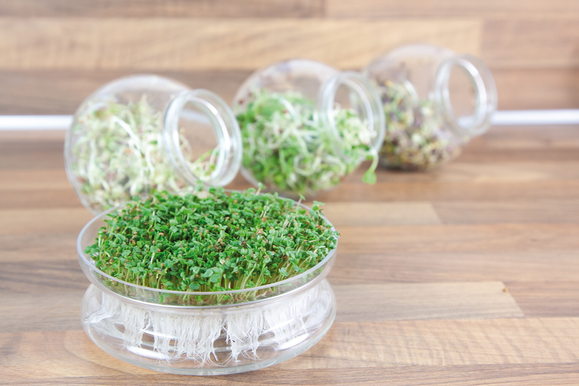 Organic Sprouting pot Daikon Radijs