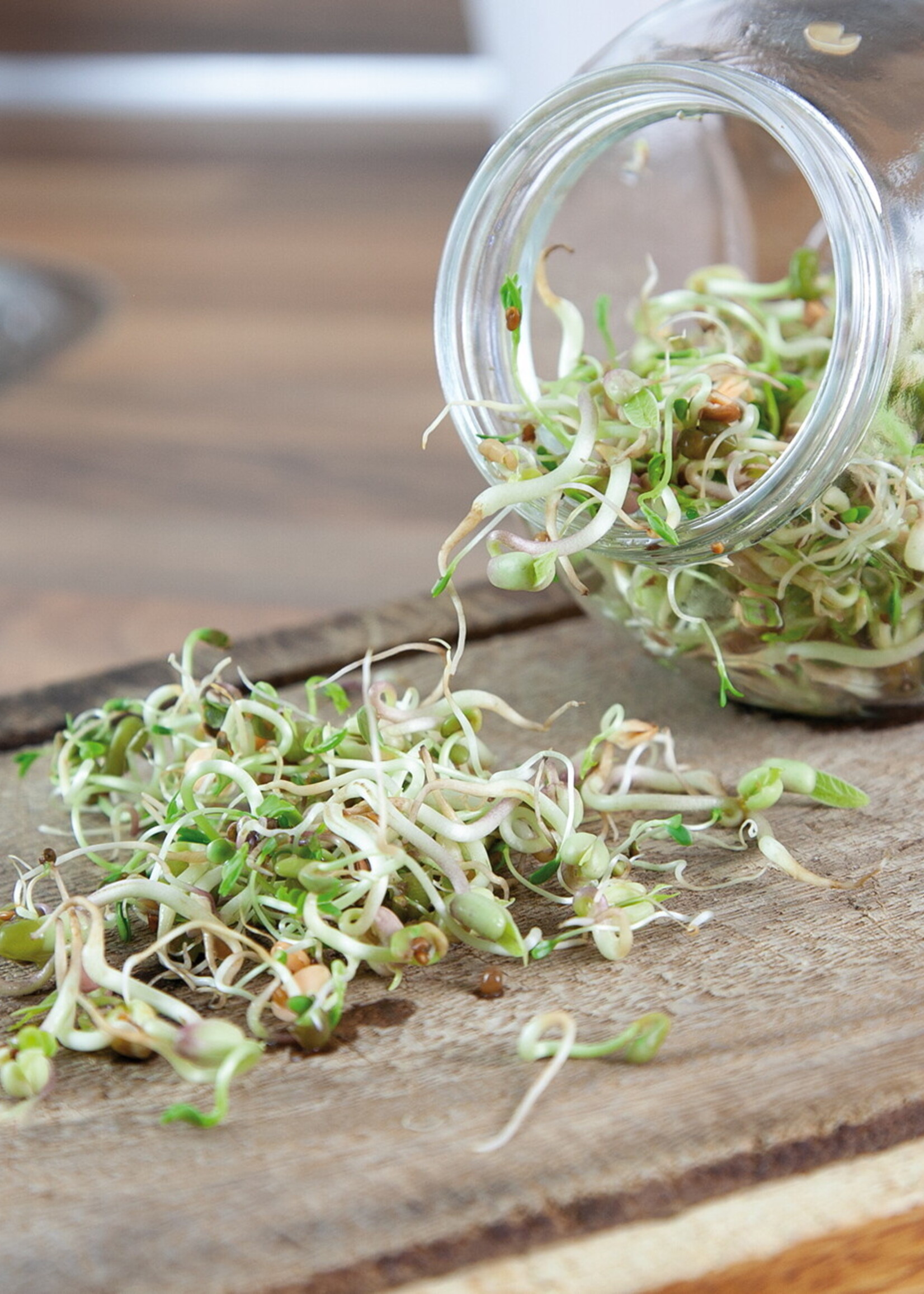 Buzzy Organic Sprouting pot Salademix