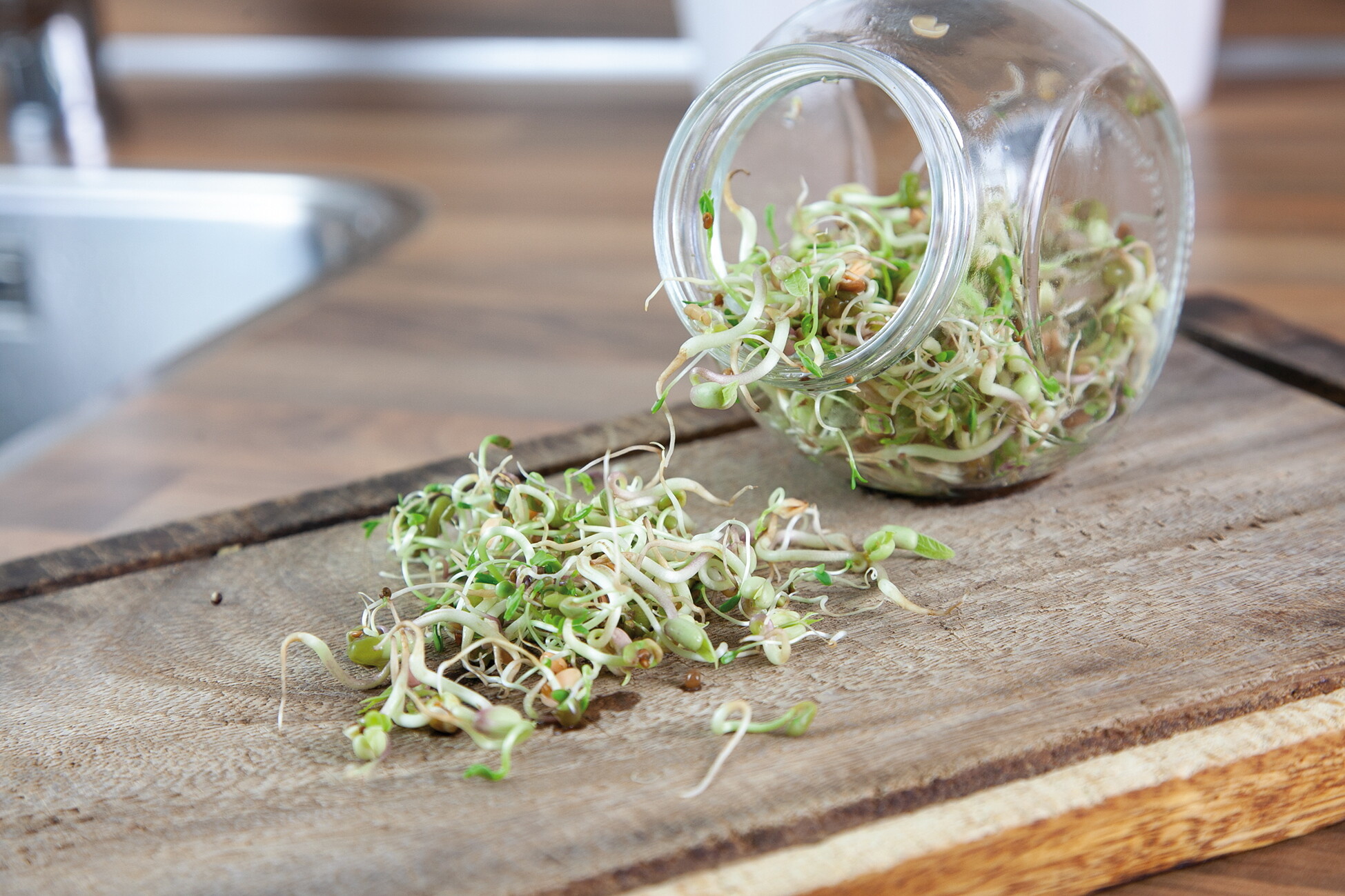 Organic Sprouting pot Salademix