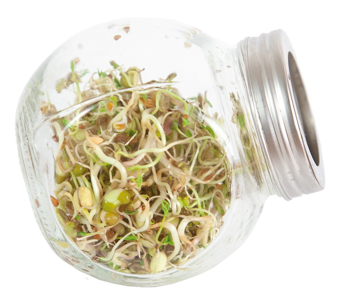 Organic Sprouting pot Salademix