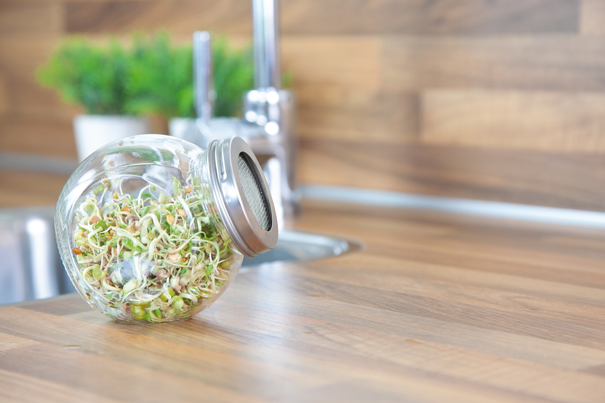 Organic Sprouting pot Salademix