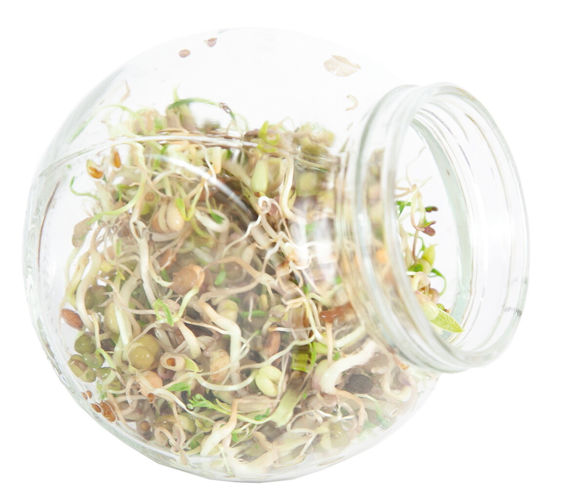 Organic Sprouting pot Salademix