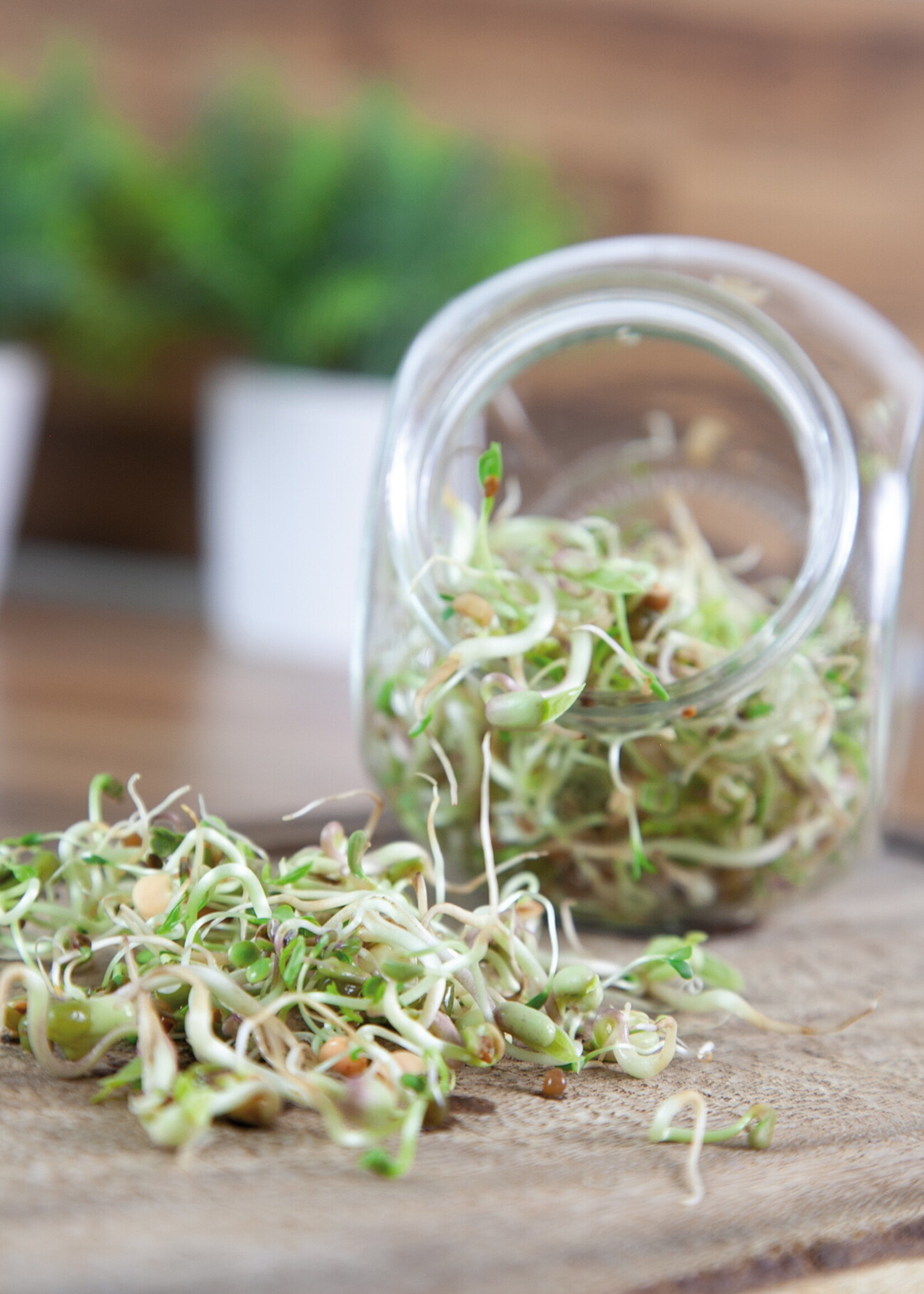 Buzzy Organic Sprouting pot Salademix