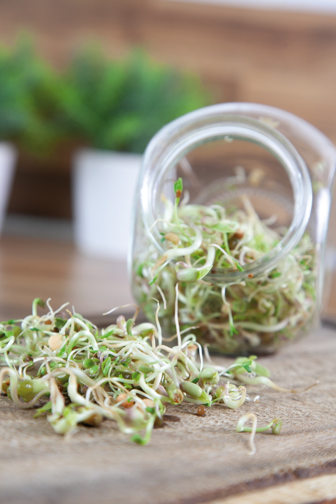 Organic Sprouting pot Salademix