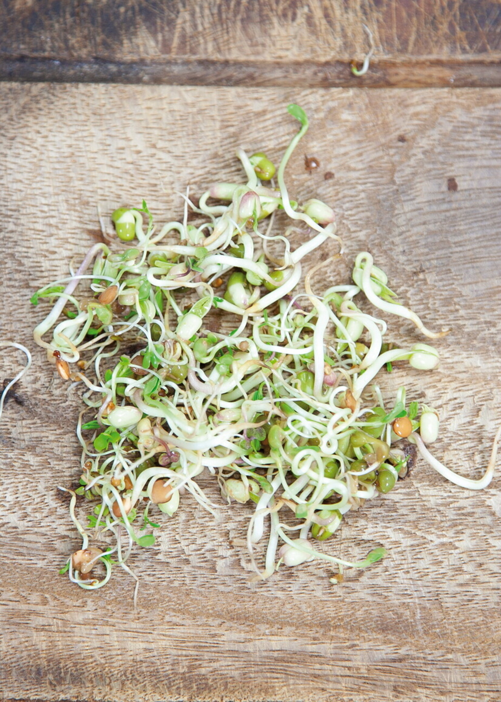 Buzzy Organic Sprouting pot Salademix