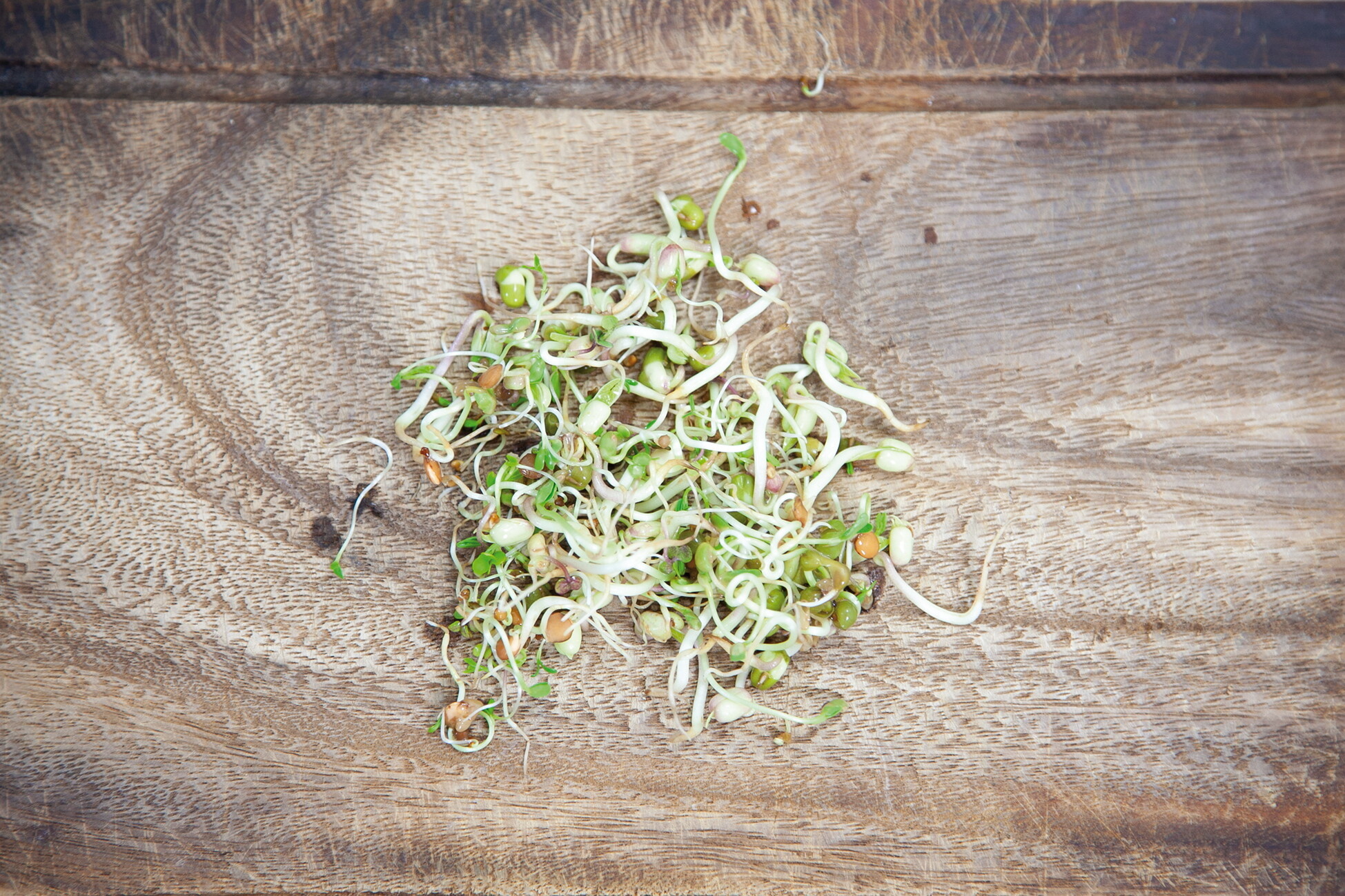 Organic Sprouting pot Salademix