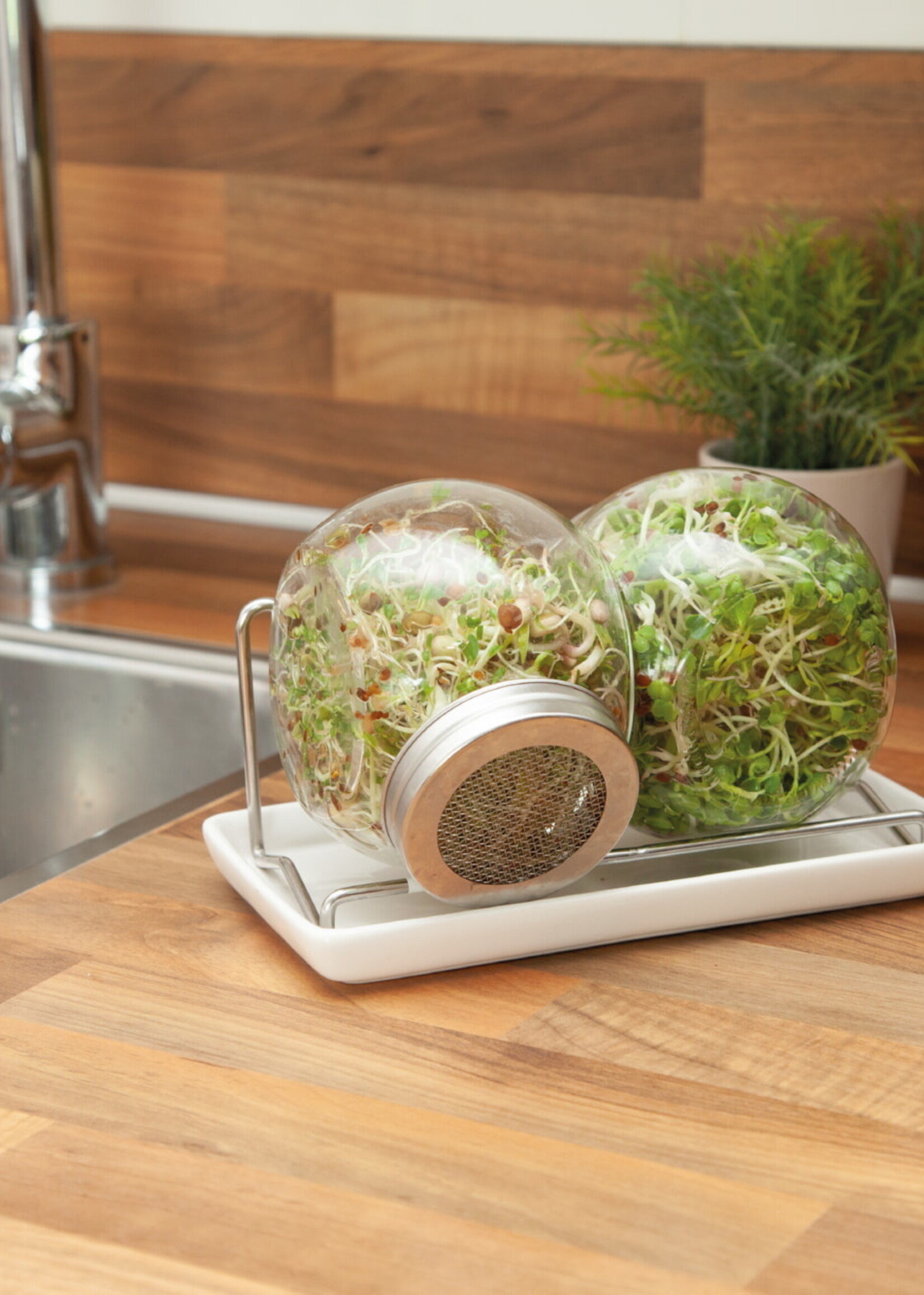 Buzzy Organic Sprouting Duo pot met schaal