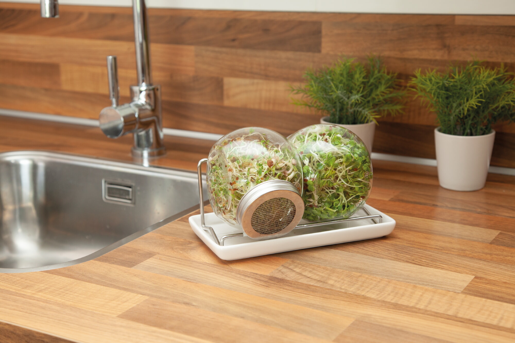 Organic Sprouting Duo pot met schaal