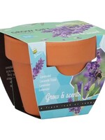 Buzzy Grow Gifts Lavendel