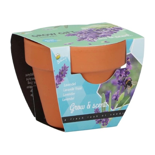 Grow Gifts Lavendel
