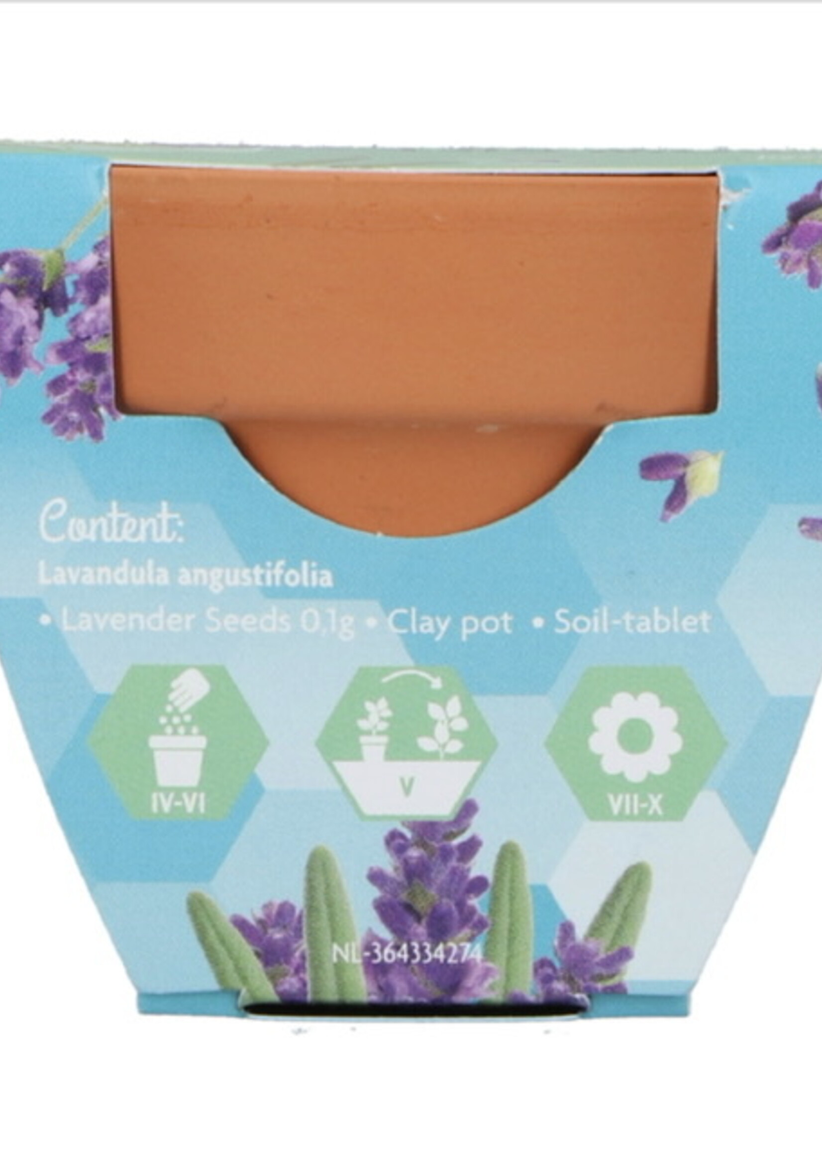 Buzzy Grow Gifts Lavender