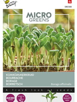 Buzzy Microgreens Komkommerkruid