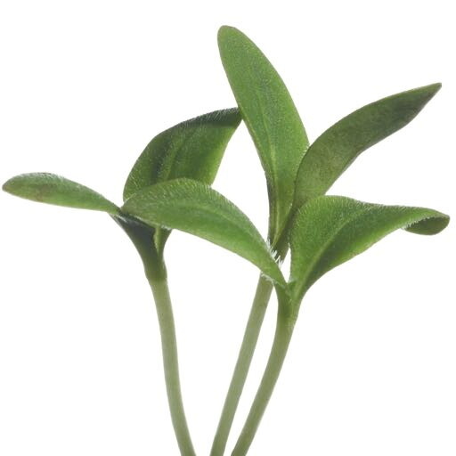 Microgreens komkommerkruid