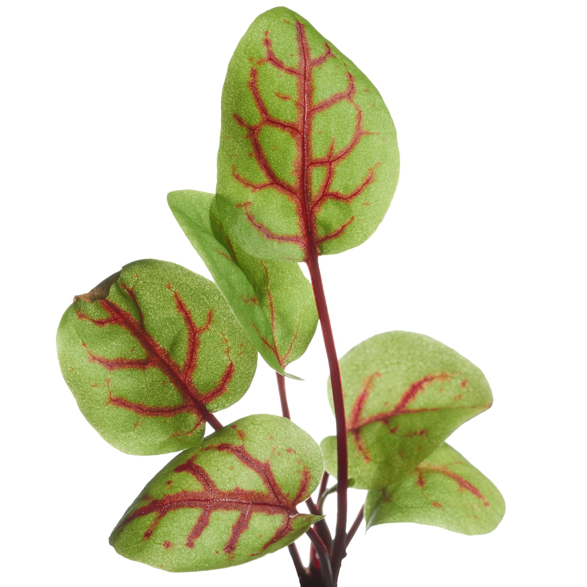 Microgreens Bloedzuring