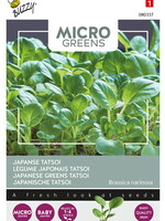 Buzzy Microgreens Japanese Greens Tatsoi
