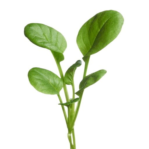 Microgreens Tatsoi
