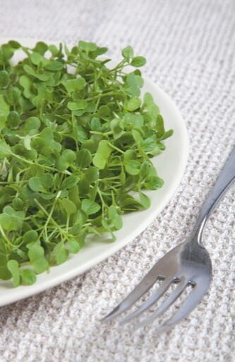 Microgreens Tatsoi