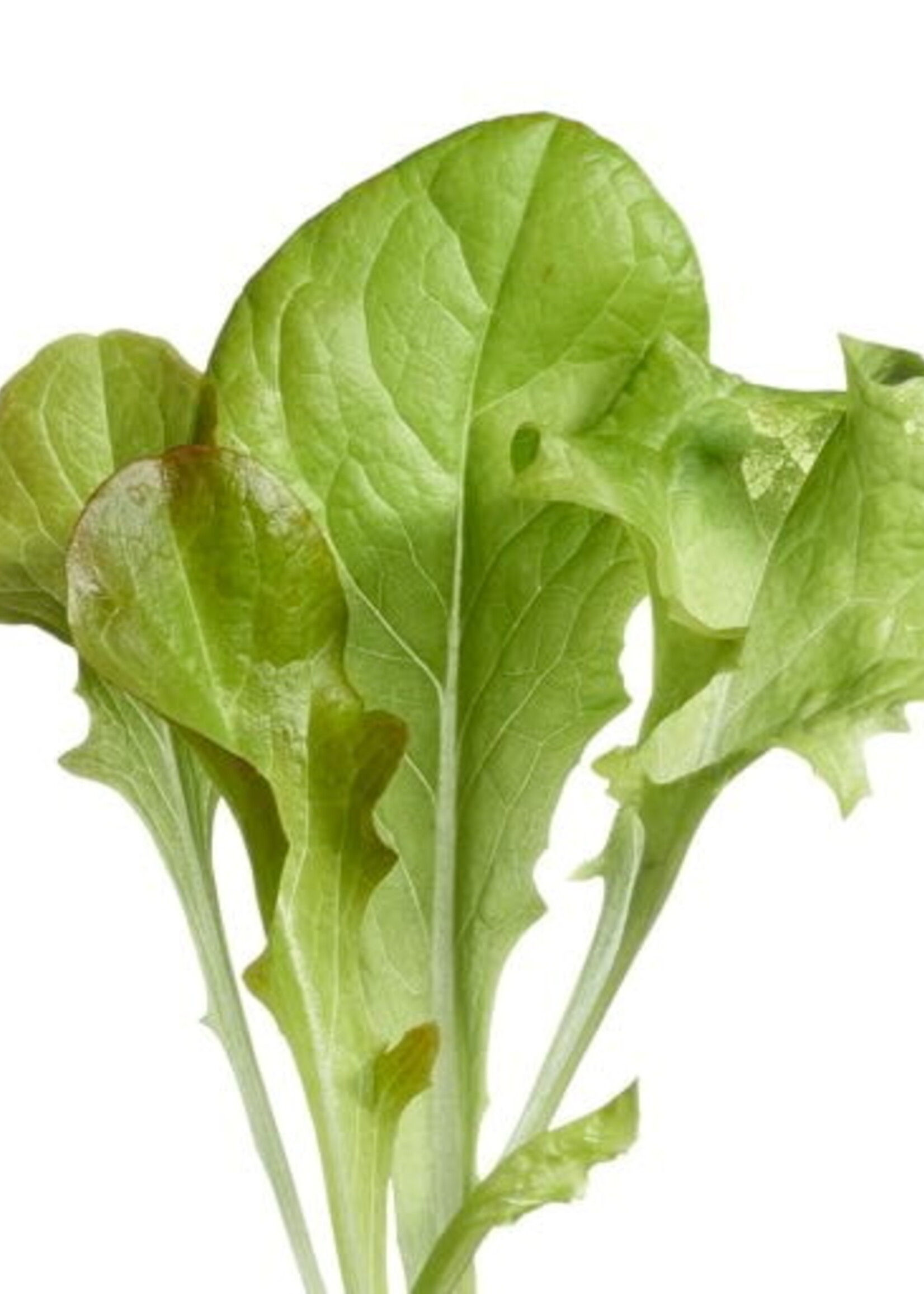 Buzzy Microgreens Lettuce