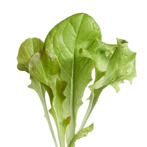 Microgreens Sla gemengd