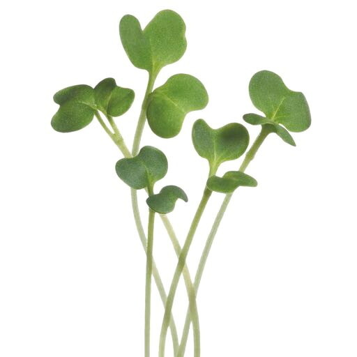 Microgreens Mizuna Green