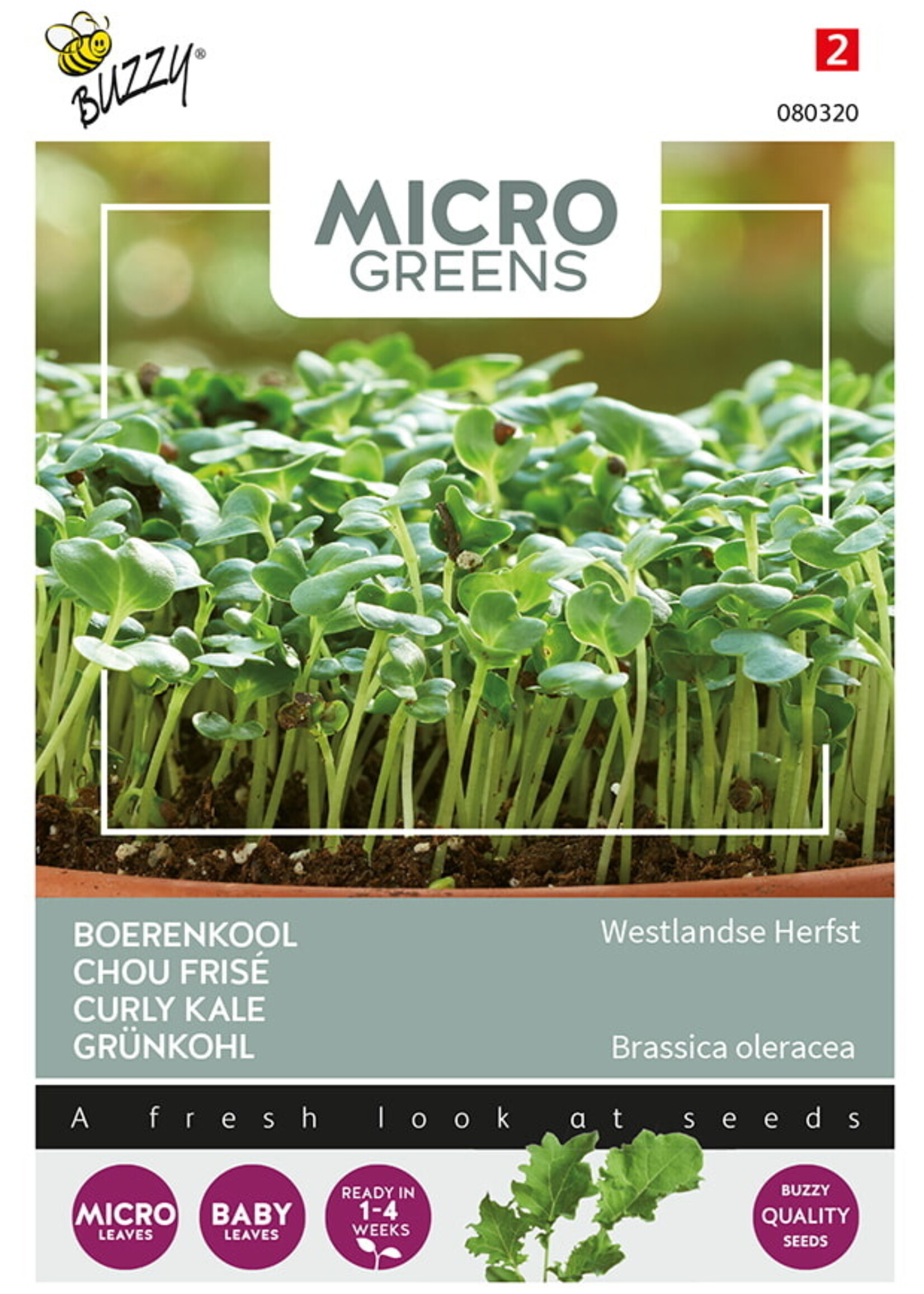 Buzzy Microgreens Curly Kale